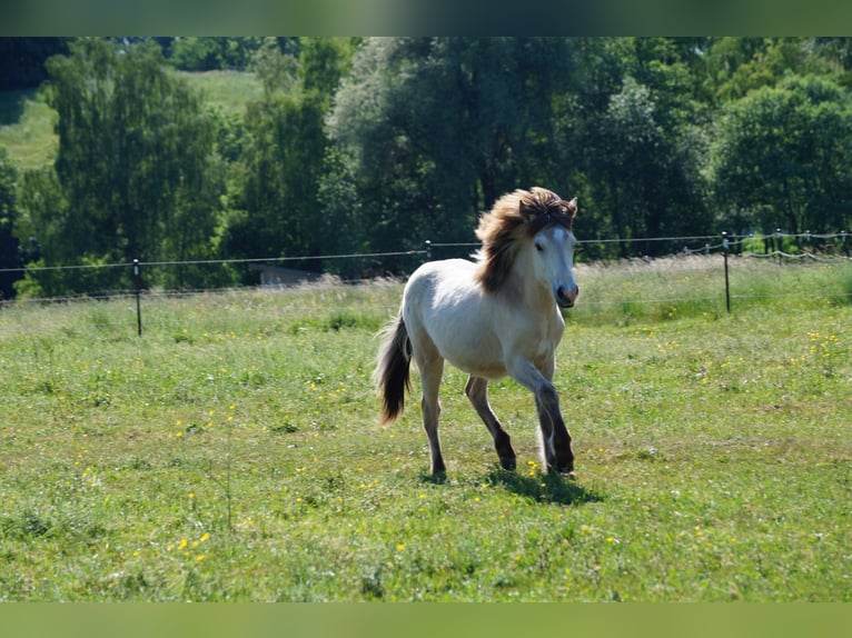 Icelandic Horse Mare 1 year 13.2 hh  in Polling