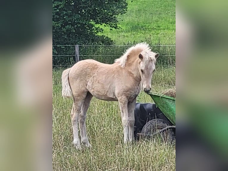 Icelandic Horse Mare 1 year 13,2 hh Palomino in Montabaur