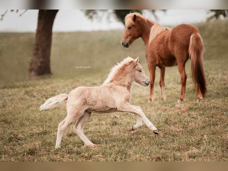 Icelandic Horse Mare 1 year 13,2 hh Palomino in Montabaur