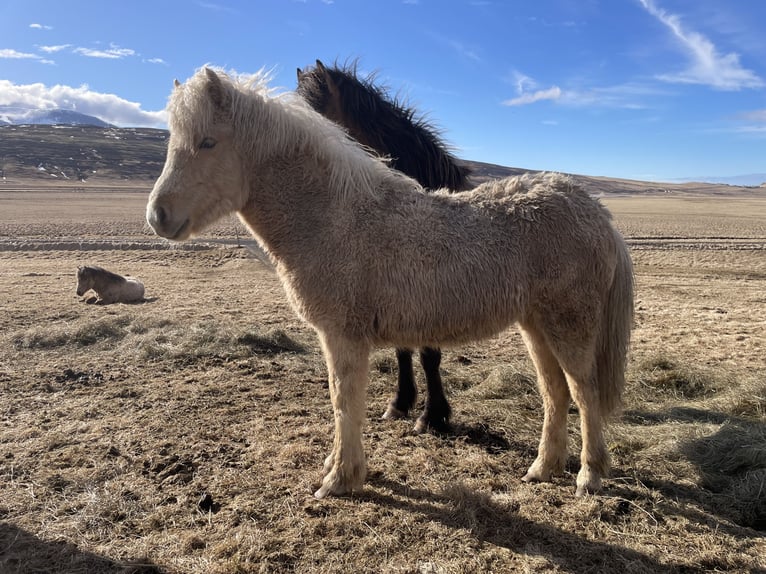 Icelandic Horse Mare 1 year 13.2 hh Palomino in Blönduós