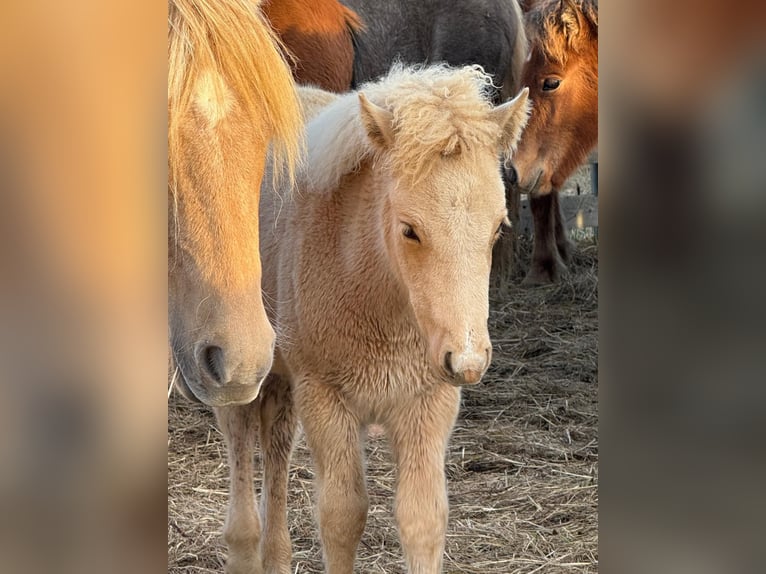 Icelandic Horse Mare 1 year 13.2 hh Palomino in Blönduós