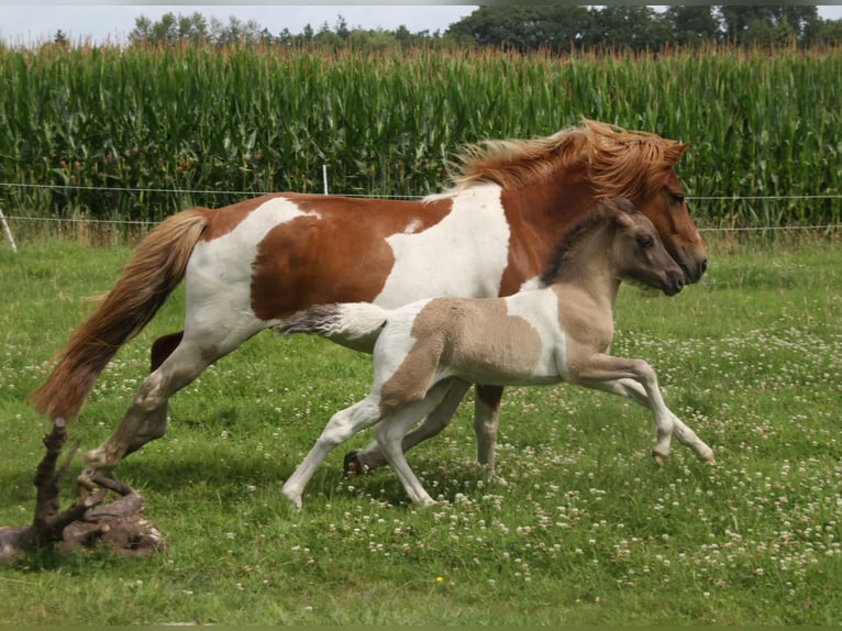 Icelandic Horse Mare 1 year 13.2 hh Pinto in Südlohn