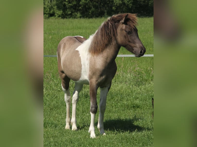 Icelandic Horse Mare 1 year 13.2 hh Pinto in Südlohn