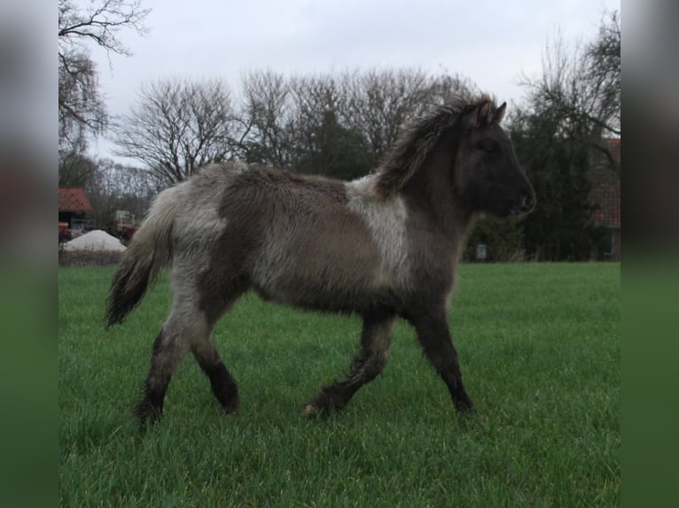 Icelandic Horse Mare 1 year 13.2 hh Pinto in Südlohn
