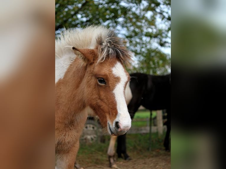 Icelandic Horse Mare 1 year 13,2 hh Tobiano-all-colors in GOVEN