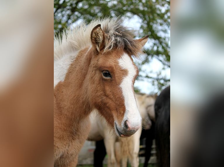 Icelandic Horse Mare 1 year 13,2 hh Tobiano-all-colors in GOVEN