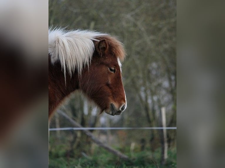 Icelandic Horse Mare 1 year 13,2 hh Tobiano-all-colors in GOVEN