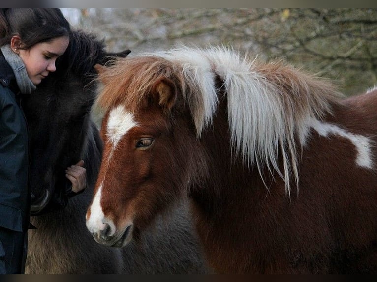 Icelandic Horse Mare 1 year 13,2 hh Tobiano-all-colors in GOVEN