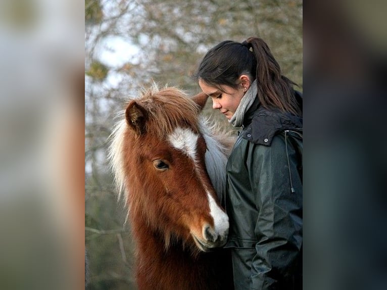 Icelandic Horse Mare 1 year 13,2 hh Tobiano-all-colors in GOVEN