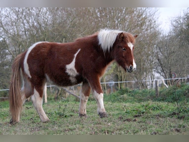 Icelandic Horse Mare 1 year 13,2 hh Tobiano-all-colors in GOVEN