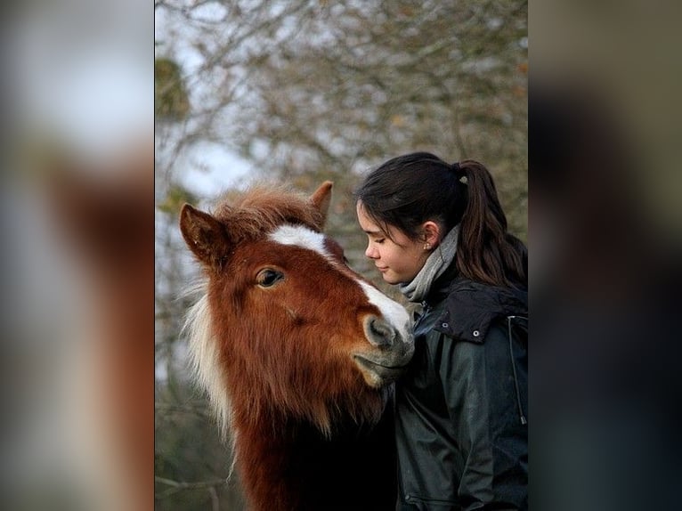 Icelandic Horse Mare 1 year 13,2 hh Tobiano-all-colors in GOVEN