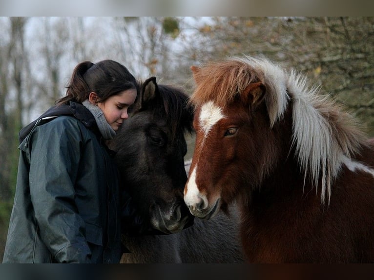 Icelandic Horse Mare 1 year 13,2 hh Tobiano-all-colors in GOVEN