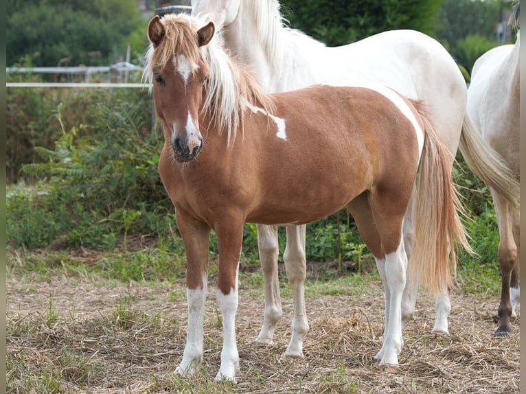 Icelandic Horse Mare 1 year 13,2 hh Tobiano-all-colors in GOVEN