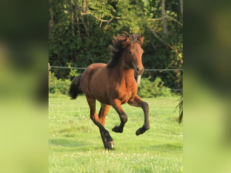 Icelandic Horse Mare 1 year 13,3 hh Brown in Südlohn