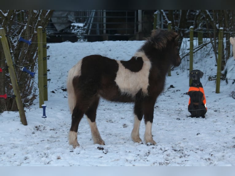 Icelandic Horse Mare 1 year 13,3 hh in Schmelz