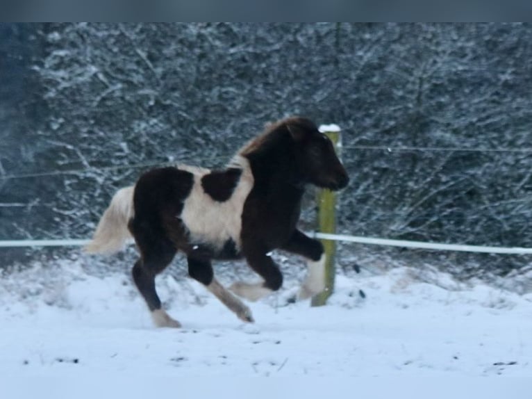 Icelandic Horse Mare 1 year 13,3 hh in Schmelz