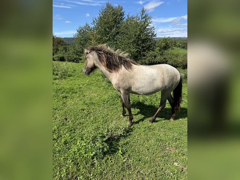 Icelandic Horse Mare 1 year 13,3 hh Roan-Bay in Nieheim