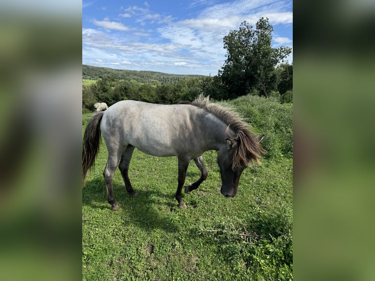 Icelandic Horse Mare 1 year 13,3 hh Roan-Bay in Nieheim