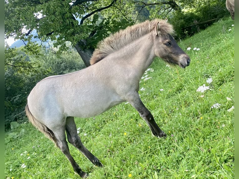 Icelandic Horse Mare 1 year 13,3 hh Roan-Bay in Nieheim