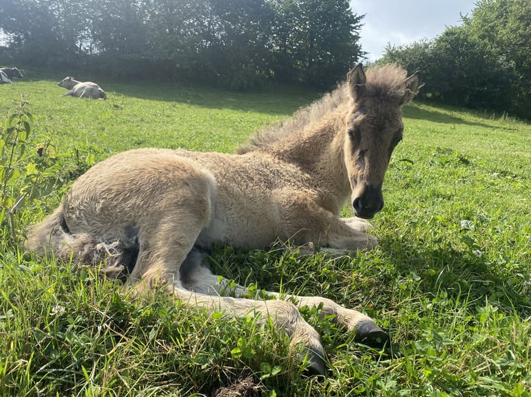 Icelandic Horse Mare 1 year 13,3 hh Roan-Bay in Nieheim