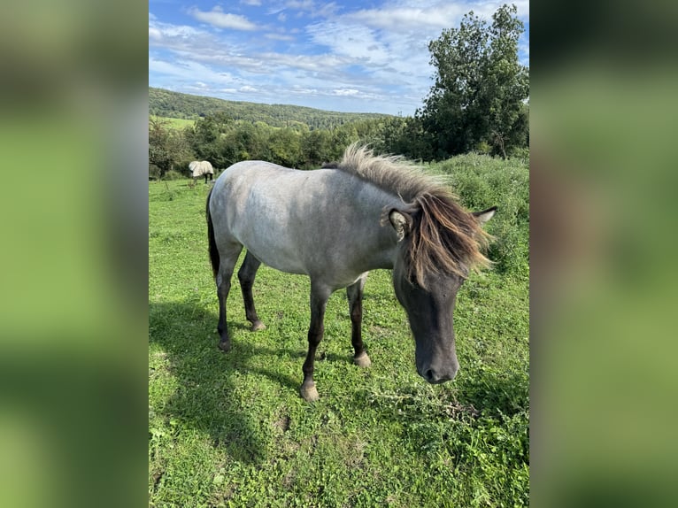 Icelandic Horse Mare 1 year 13,3 hh Roan-Bay in Nieheim