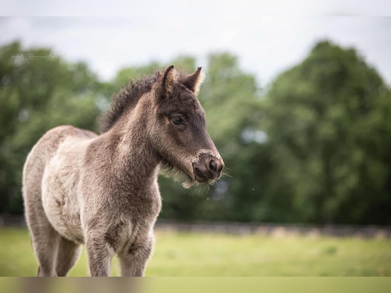 Icelandic Horse Mare 1 year 13,2 hh Black in Lehmrade