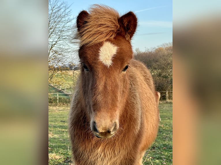 Icelandic Horse Mare 1 year 13,2 hh Chestnut-Red in Hohenfelde
