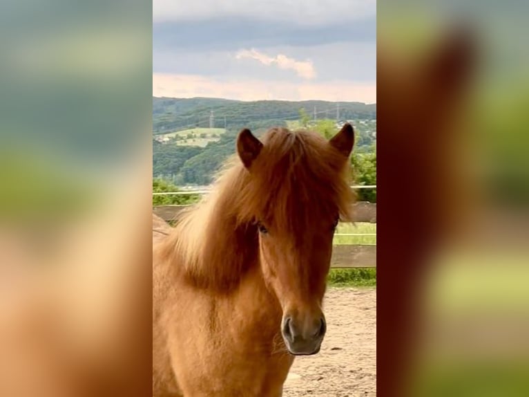 Icelandic Horse Mare 1 year 13,2 hh Dun in Eitorf