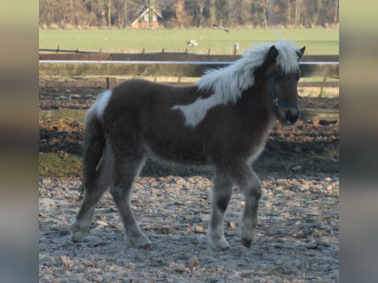 Icelandic Horse Mare 1 year 13,2 hh Pinto in Südlohn