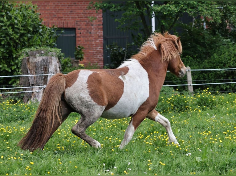 Icelandic Horse Mare 1 year 13,2 hh Pinto in Südlohn