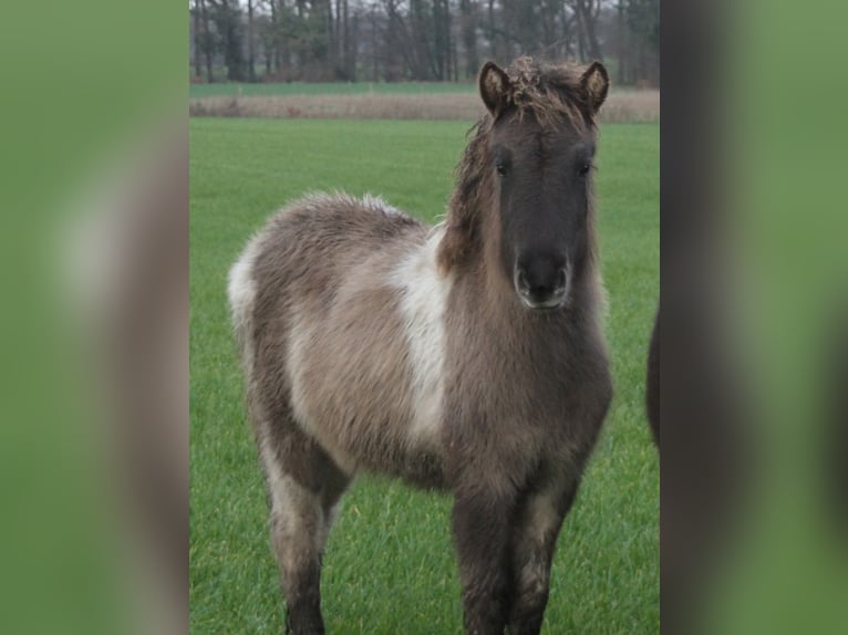 Icelandic Horse Mare 1 year 13,2 hh Pinto in Südlohn