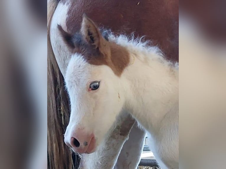 Icelandic Horse Mare 1 year 13,2 hh Pinto in Saarland