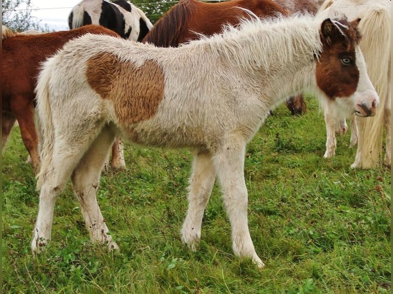 Icelandic Horse Mare 1 year 13,2 hh Pinto in Saarland