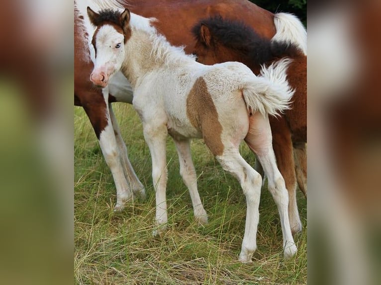 Icelandic Horse Mare 1 year 13,2 hh Pinto in Saarland