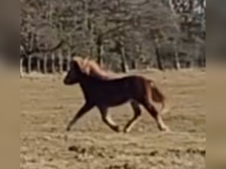 Icelandic Horse Mare 1 year 13,3 hh Chestnut-Red in Sankt Peter-Ording
