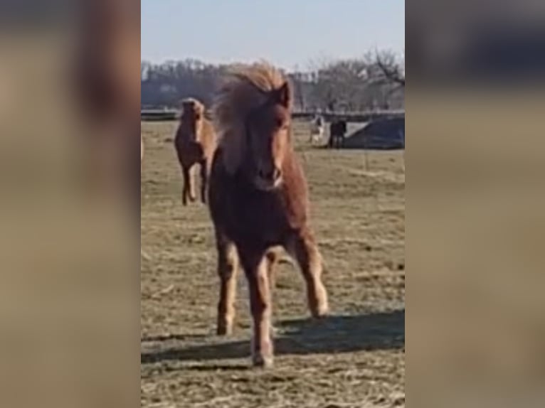 Icelandic Horse Mare 1 year 13,3 hh Chestnut-Red in Sankt Peter-Ording
