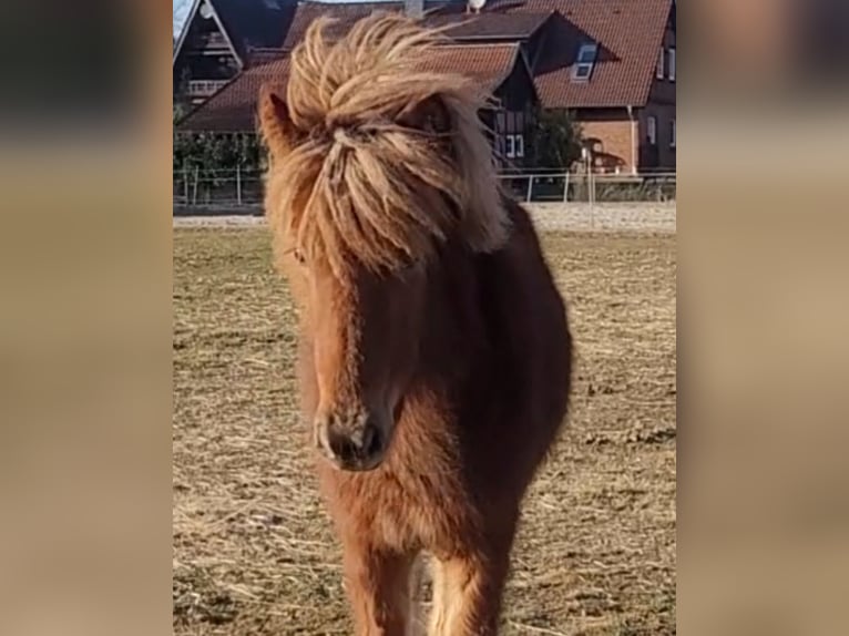 Icelandic Horse Mare 1 year 13,3 hh Chestnut-Red in Sankt Peter-Ording