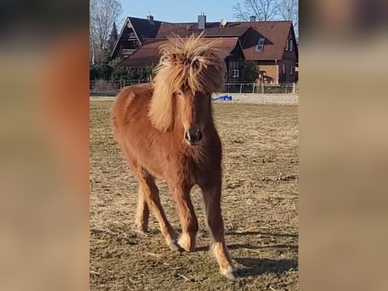 Icelandic Horse Mare 1 year 13,3 hh Chestnut-Red in Sankt Peter-Ording
