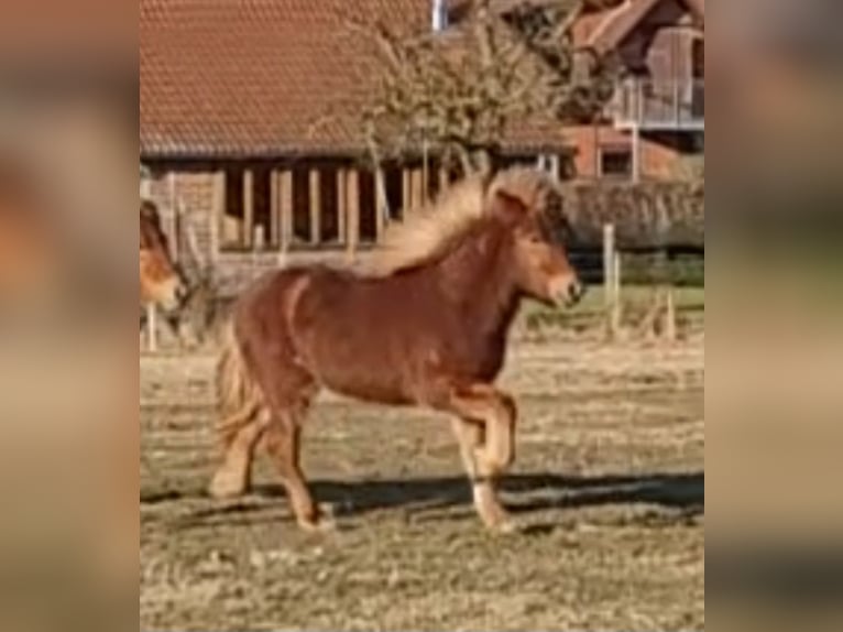 Icelandic Horse Mare 1 year 13,3 hh Chestnut-Red in Sankt Peter-Ording
