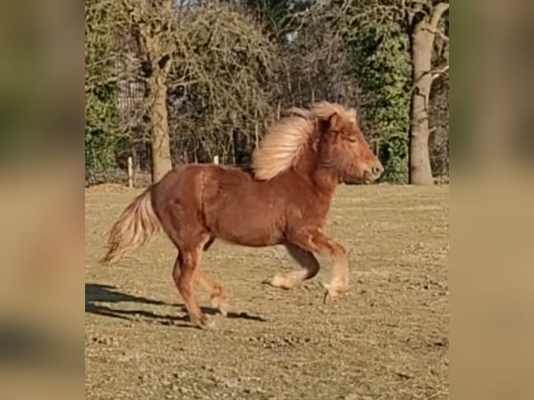 Icelandic Horse Mare 1 year 13,3 hh Chestnut-Red in Sankt Peter-Ording