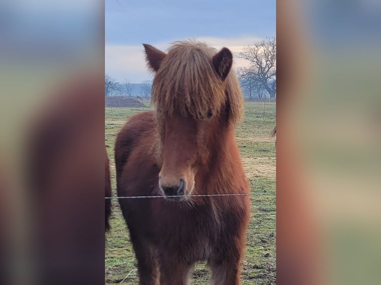 Icelandic Horse Mare 1 year 13,3 hh Chestnut-Red in Sankt Peter-Ording