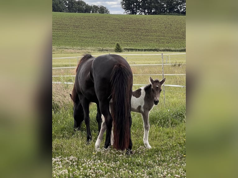 Icelandic Horse Mare 1 year 13,3 hh in Schmelz
