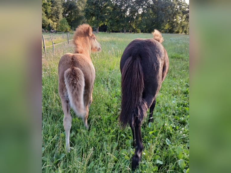 Icelandic Horse Mare 1 year 14.1 hh Black in Wiemersdorf