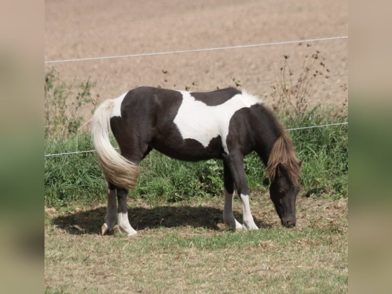 Icelandic Horse Mare 1 year 14.1 hh  in Schmelz