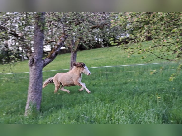 Icelandic Horse Mare 1 year 14.1 hh Pinto in Oberzent