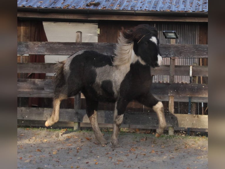 Icelandic Horse Mare 1 year 14,1 hh Pinto in S&#xFC;dlohn