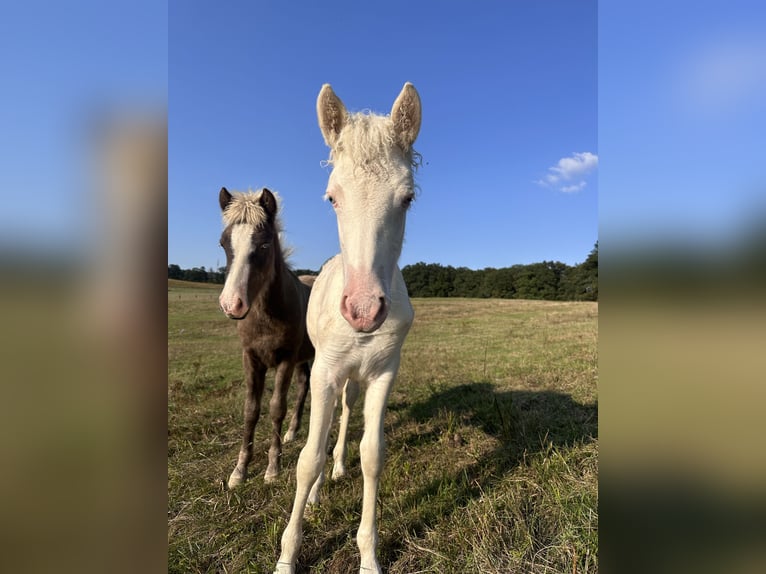 Icelandic Horse Mare 1 year 14,1 hh White in Breitenfurt bei Wien