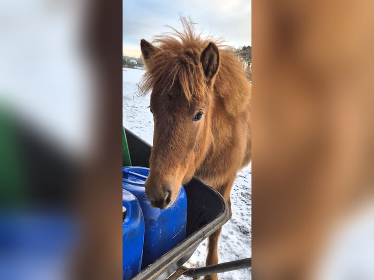 Icelandic Horse Mare 1 year 14 hh Chestnut-Red in Bielefeld