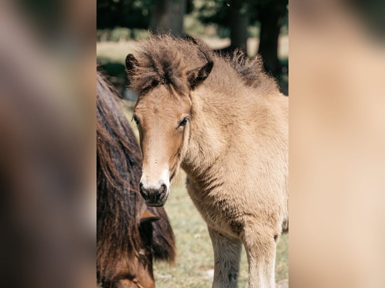 Icelandic Horse Mare 1 year 14,1 hh Brown in Seedorf