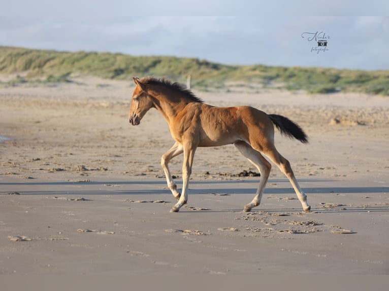 Icelandic Horse Mix Mare 1 year 15,1 hh Champagne in Tuitjenhorn